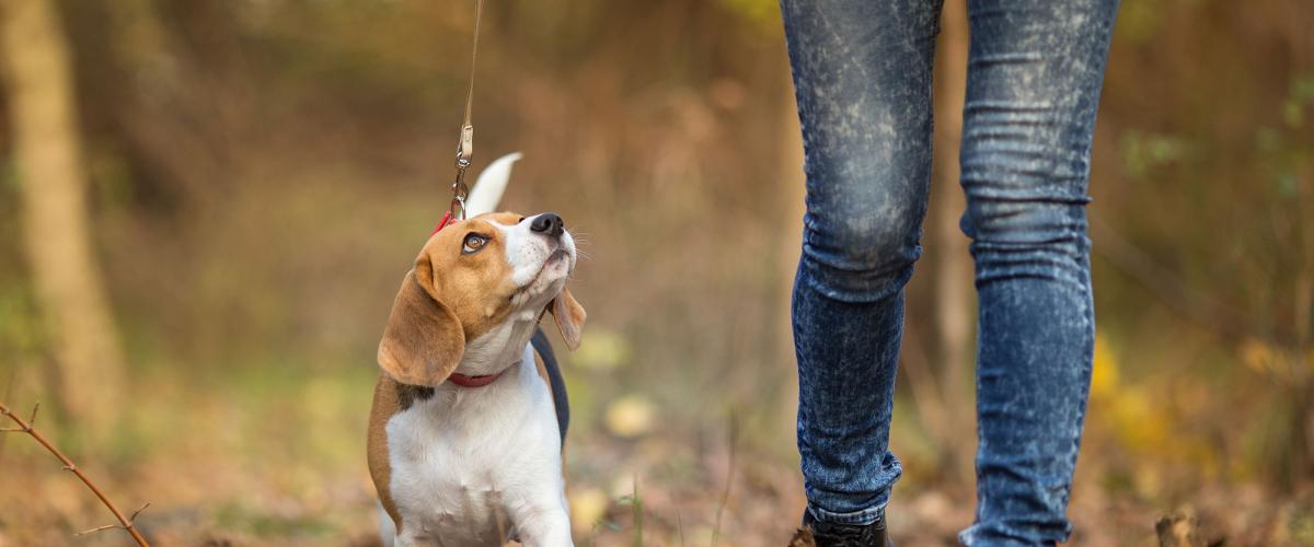 Dog Friendly Cottages Norfolk